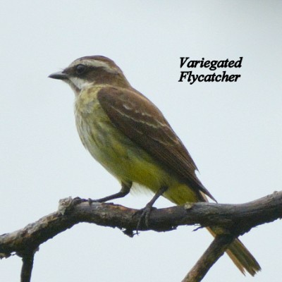 Variegated Flycatcher